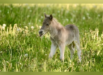 Shetland Ponys, Hengst, , 105 cm, Tigerschecke