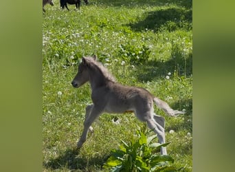 Shetland Ponys, Hengst, , 105 cm, Tigerschecke