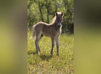 Shetland Ponys, Hengst, , 105 cm, Tigerschecke