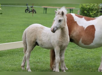 Shetland Ponys, Hengst, Fohlen (04/2026), 105 cm, Tobiano-alle-Farben
