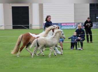 Shetland Ponys, Hengst, Fohlen (04/2026), 105 cm, Tobiano-alle-Farben