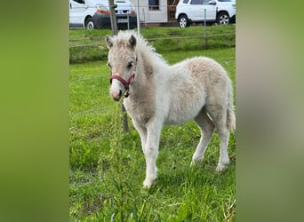 Shetland Ponys, Hengst, Fohlen (04/2026), 105 cm, Tobiano-alle-Farben
