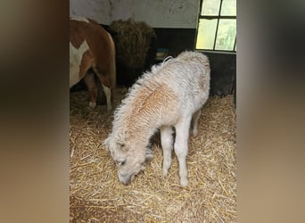 Shetland Ponys, Hengst, Fohlen (04/2026), 105 cm, Tobiano-alle-Farben
