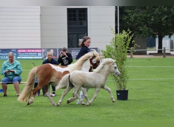 Shetland Ponys, Hengst, Fohlen (04/2026), 105 cm, Tobiano-alle-Farben