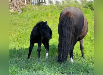 Shetland Ponys, Hengst, Fohlen (05/2026), 105 cm, Tobiano-alle-Farben