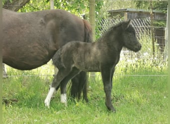 Shetland Ponys, Hengst, Fohlen (05/2026), 105 cm, Tobiano-alle-Farben