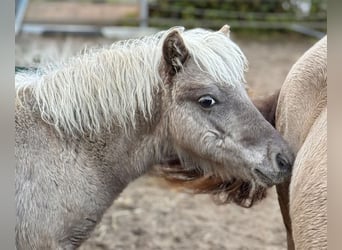 Shetland Ponys, Hengst, Fohlen (05/2025), 107 cm, Tigerschecke
