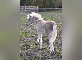 Shetland Ponys, Hengst, Fohlen (05/2025), 107 cm, Tigerschecke