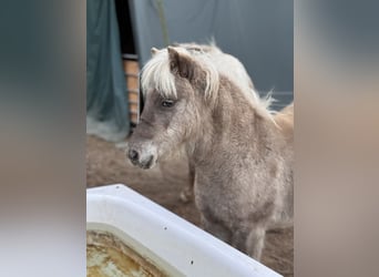 Shetland Ponys, Hengst, Fohlen (05/2025), 107 cm, Tigerschecke