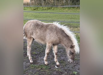 Shetland Ponys, Hengst, Fohlen (05/2025), 107 cm, Tigerschecke