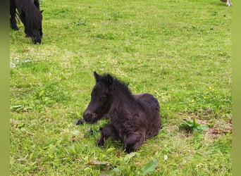 Shetland Ponys, Hengst, Fohlen (05/2024), 108 cm, Rappe