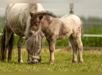 Shetland Ponys, Hengst, Fohlen (04/2024), 108 cm, Tigerschecke