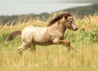 Shetland Ponys, Hengst, Fohlen (04/2024), 108 cm, Tigerschecke