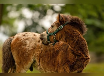 Shetland Ponys, Hengst, Fohlen (05/2024), 110 cm, Tigerschecke