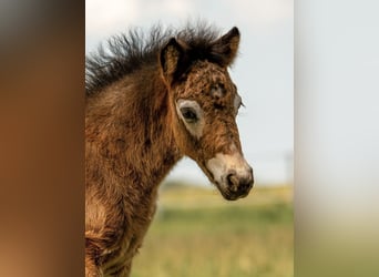 Shetland Ponys, Hengst, Fohlen (05/2024), 110 cm, Tigerschecke