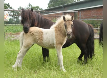 Shetland Ponys Mix, Hengst, Fohlen (04/2026), 120 cm, Schecke