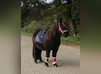Shetland Ponys Mix, Hengst, Fohlen (04/2026), 120 cm, Schecke