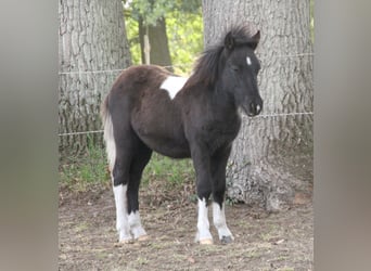 Shetland Ponys Mix, Hengst, Fohlen (05/2026), 120 cm, Schecke
