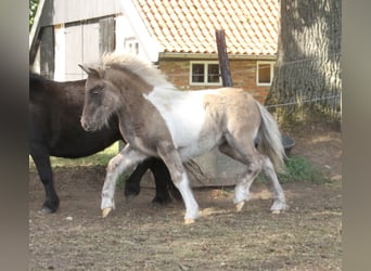 Shetland Ponys Mix, Hengst, Fohlen (04/2026), 120 cm, Schecke