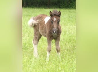 Shetland Ponys Mix, Hengst, Fohlen (05/2026), 120 cm, Schecke