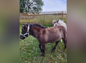 Shetland Ponys, Hengst, Fohlen (04/2024), 60 cm, Falbe