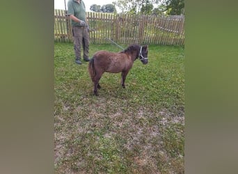 Shetland Ponys, Hengst, Fohlen (04/2024), 60 cm, Falbe