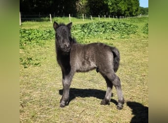 Shetland Ponys, Hengst, Fohlen (05/2025), 88 cm, Brauner