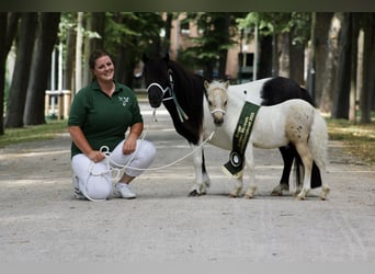 Shetland Ponys, Hengst, Fohlen (05/2025), 95 cm, Schecke