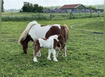 Shetland Ponys, Hengst, Fohlen (05/2024), 95 cm, Schecke