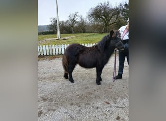 Shetland Ponys, Hengst, Fohlen (05/2025), 98 cm, Rappe