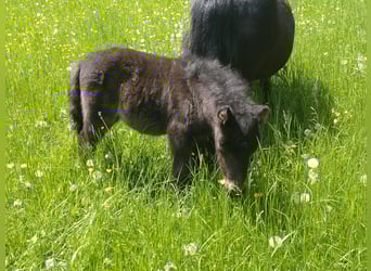 Shetland Ponys, Hengst, Fohlen (04/2025), 99 cm, Rappe