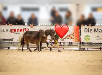 Shetland Ponys, Hengst, Fohlen (05/2025), Brauner