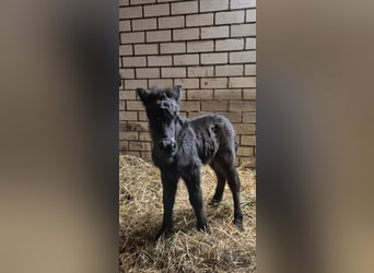 Shetland Ponys, Hengst, Fohlen (06/2025), Buckskin