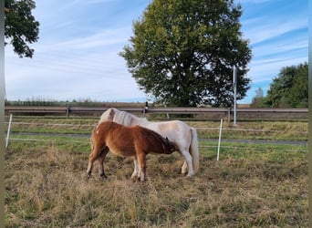 Shetland Ponys, Hengst, Fohlen (04/2024)