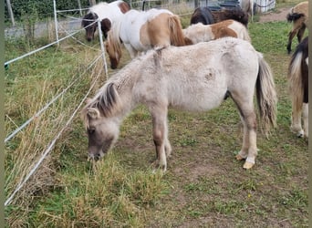 Shetland Ponys, Hengst, Fohlen (04/2024)