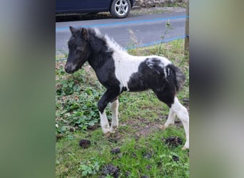 Shetland Ponys, Hengst, Fohlen (04/2024)