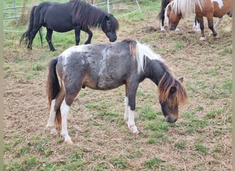 Shetland Ponys, Hengst, Fohlen (04/2024)