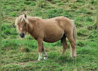 Shetland Ponys, Hengst, Fohlen (04/2024)