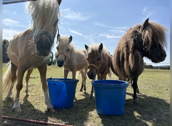 Shetland Ponys, Hengst, 