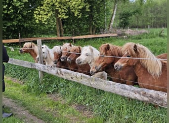 Shetland Ponys, Hengst, Fohlen (04/2025), Fuchs