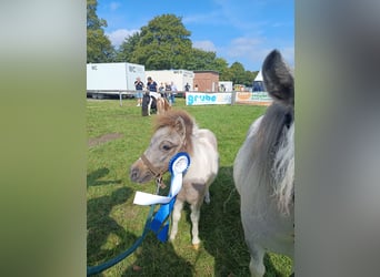 Shetland Ponys, Hengst, Fohlen (04/2024), Kann Schimmel werden