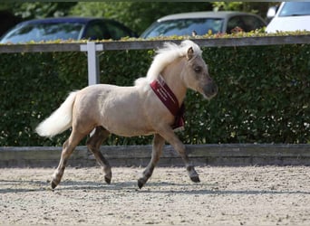 Shetland Ponys, Hengst, Fohlen (03/2025), Palomino