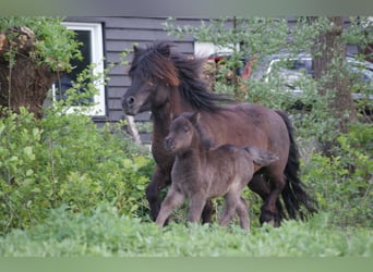 Shetland Ponys, Hengst, Fohlen (04/2025), Rappe