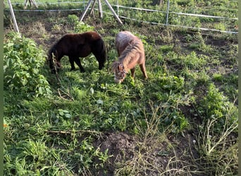 Shetland Ponys, Hengst, Fohlen (04/2024), Tigerschecke