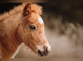 Shetland Ponys, Hengst, Fohlen (04/2026), Tigerschecke