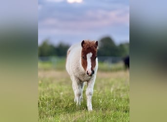 Shetland Ponys, Hengst, Fohlen (04/2026), Tobiano-alle-Farben