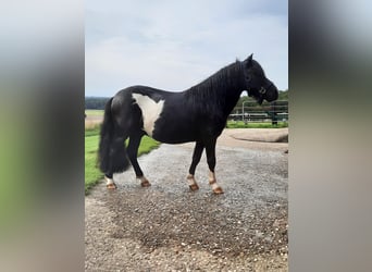 Shetland Ponys, Hengst, 5 Jaar, 98 cm, Gevlekt-paard