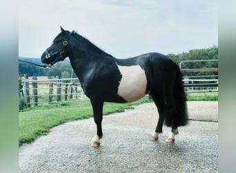 Shetland Ponys, Hengst, 5 Jaar, 98 cm, Gevlekt-paard