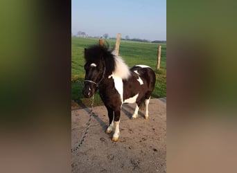 Shetland Ponys, Hengst, 8 Jaar, 102 cm, Gevlekt-paard