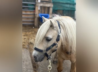 Shetland Ponys, Hengst, 13 Jahre, 88 cm, Palomino